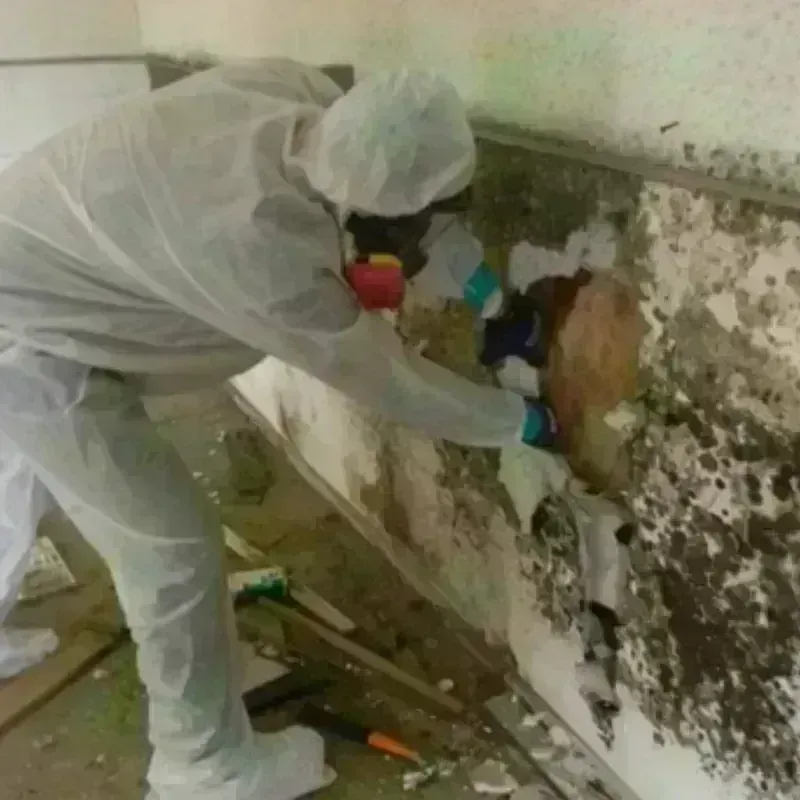 Mold Remediation and Removal in North Bel Air, MD